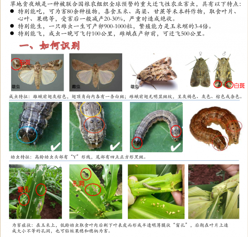 区农业农村委虫害专题:草地贪夜蛾形态特征和生物学习性